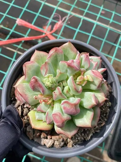 Echeveria Rouge Lips succulent — wholesale export from Yunnan, China