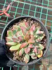 Echeveria Rouge Lips (点绛唇) succulent — wholesale bare-root export from Yunnan, China (6 of 8)