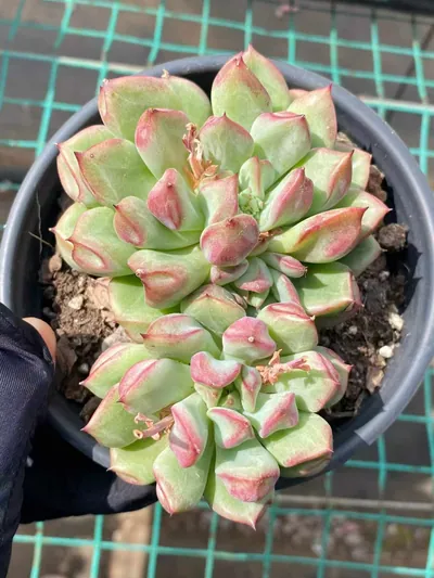 Echeveria Rouge Lips (点绛唇) succulent — wholesale bare-root export from Yunnan, China (3 of 8)