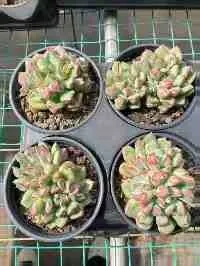 Echeveria Rouge Lips (点绛唇) succulent — wholesale bare-root export from Yunnan, China (5 of 8)