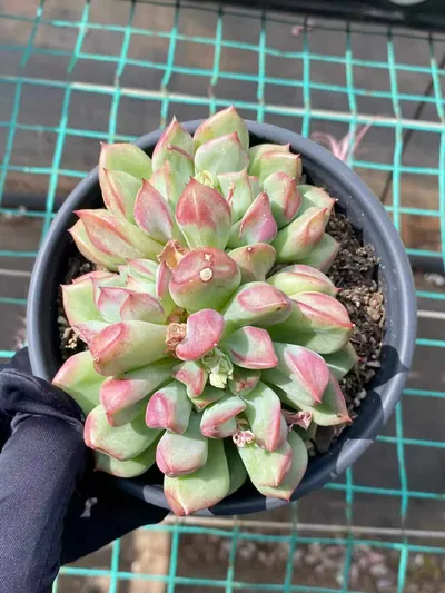 Echeveria Rouge Lips (点绛唇) succulent — wholesale bare-root export from Yunnan, China (2 of 8)