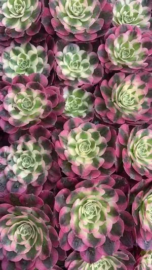 Aeonium Aeonium 'Rouge and Powder' Plug Tray succulent — wholesale export from Yunnan, China