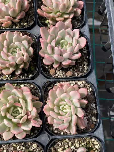 Echeveria Ruby Variegated (红宝石锦) succulent — wholesale bare-root export from Yunnan, China (3 of 5)