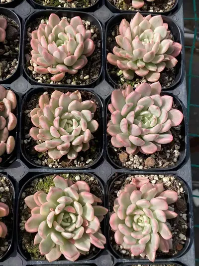 Echeveria Ruby Variegated (红宝石锦) succulent — wholesale bare-root export from Yunnan, China (4 of 5)