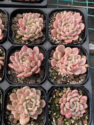 Echeveria Ruby Variegated (红宝石锦) succulent — wholesale bare-root export from Yunnan, China (5 of 5)