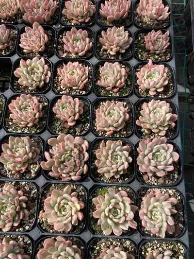 Echeveria Ruby Variegated (红宝石锦) succulent — wholesale bare-root export from Yunnan, China (2 of 5)