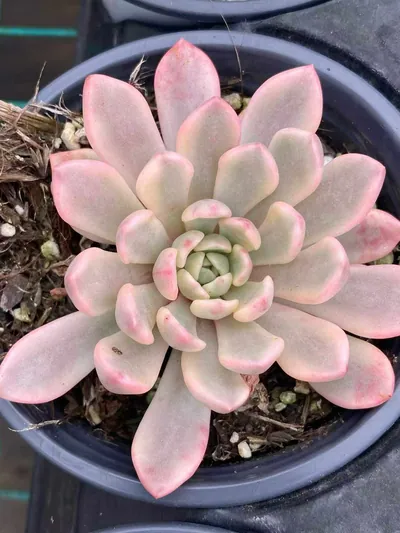 Echeveria Ruby Variegated (Red Form) succulent — wholesale export from Yunnan, China