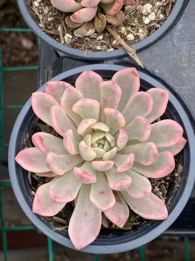 Echeveria Ruby Variegated (Red Form) (红宝石锦红体) succulent — wholesale bare-root export from Yunnan, China (3 of 4)
