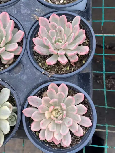 Echeveria Ruby Variegated (Red Form) (红宝石锦红体) succulent — wholesale bare-root export from Yunnan, China (2 of 4)