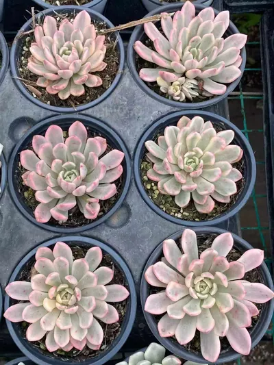 Echeveria Ruby Variegated (Red Form) (红宝石锦红体) succulent — wholesale bare-root export from Yunnan, China (4 of 4)