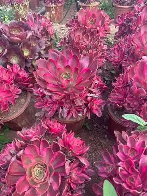 Aeonium Aeonium 'Ruyi' succulent — wholesale export from Yunnan, China
