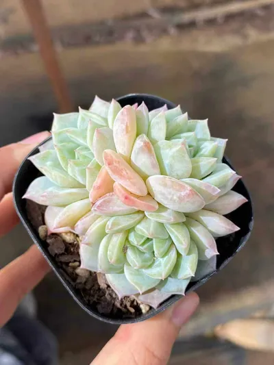 Echeveria Sea Salt Mint Cluster succulent — wholesale export from Yunnan, China