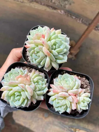 Echeveria Sea Salt Mint Cluster (海盐薄荷群) succulent — wholesale bare-root export from Yunnan, China (2 of 3)