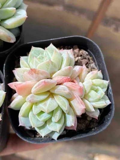 Echeveria Sea Salt Mint Cluster (海盐薄荷群) succulent — wholesale bare-root export from Yunnan, China (3 of 3)
