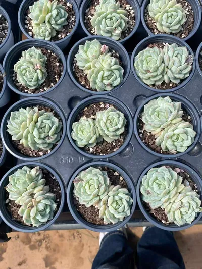Echeveria Sea Salt Mint Twin-head (海盐薄荷双头) succulent — wholesale bare-root export from Yunnan, China (3 of 4)