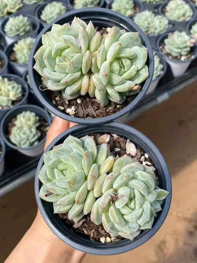 Echeveria Sea Salt Mint Twin-head succulent — wholesale export from Yunnan, China