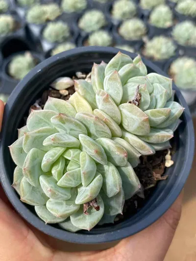 Echeveria Sea Salt Mint Twin-head (海盐薄荷双头) succulent — wholesale bare-root export from Yunnan, China (2 of 4)