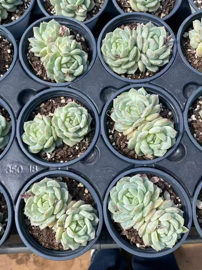 Echeveria Sea Salt Mint Twin-head (海盐薄荷双头) succulent — wholesale bare-root export from Yunnan, China (4 of 4)