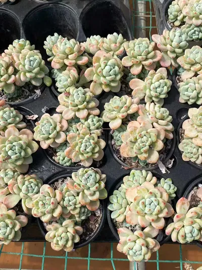 Sedum clavatum 'Raul' (劳尔) succulent — wholesale bare-root export from Yunnan, China (4 of 6)