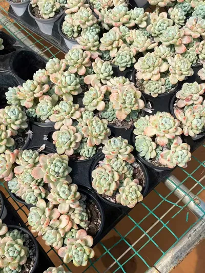 Sedum clavatum 'Raul' (劳尔) succulent — wholesale bare-root export from Yunnan, China (5 of 6)