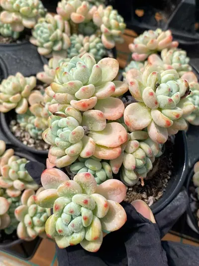 Sedum clavatum 'Raul' (劳尔) succulent — wholesale bare-root export from Yunnan, China (3 of 6)