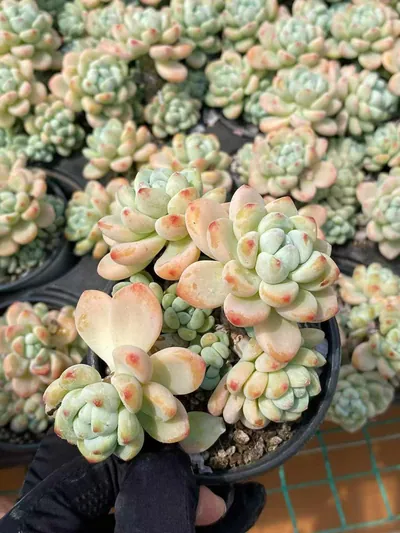Sedum Sedum clavatum 'Raul' succulent — wholesale export from Yunnan, China