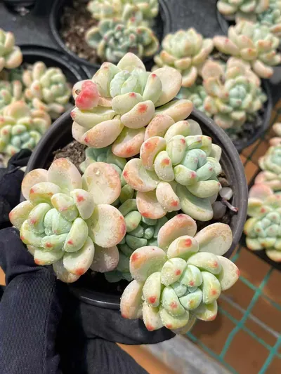 Sedum clavatum 'Raul' (劳尔) succulent — wholesale bare-root export from Yunnan, China (2 of 6)