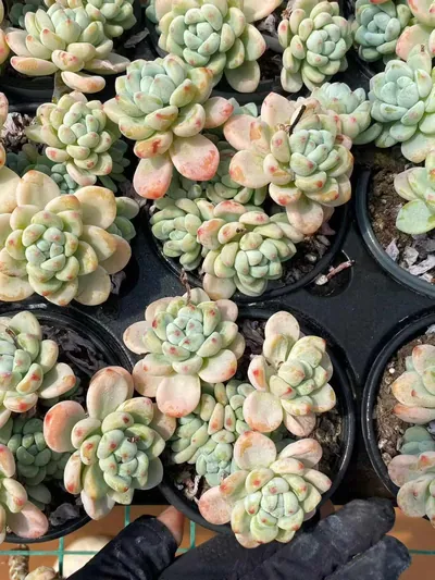 Sedum clavatum 'Raul' (劳尔) succulent — wholesale bare-root export from Yunnan, China (6 of 6)