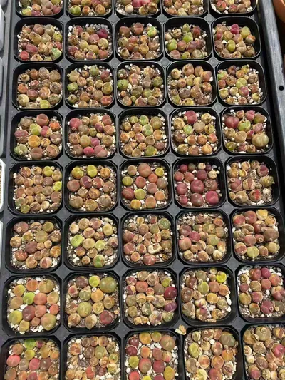 Conophytum Sedum hernandezii Combo succulent — wholesale export from Yunnan, China