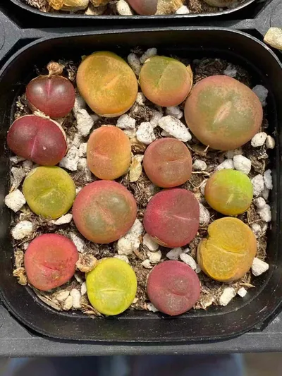 Conophytum Sedum hernandezii Combo (毛汉尼组合) succulent — wholesale bare-root export from Yunnan, China (3 of 4)