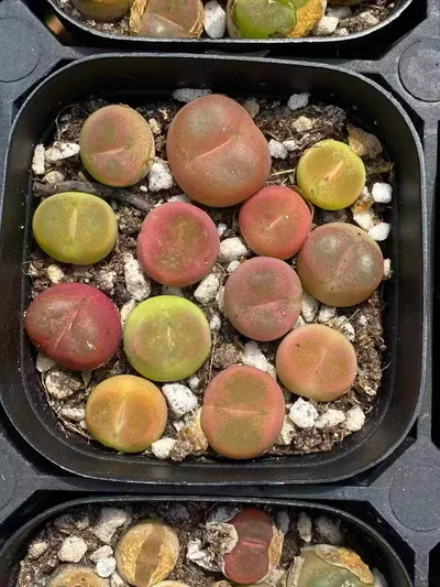 Conophytum Sedum hernandezii Combo (毛汉尼组合) succulent — wholesale bare-root export from Yunnan, China (2 of 4)