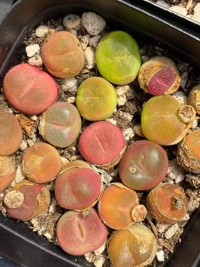Conophytum Sedum hernandezii Combo (毛汉尼组合) succulent — wholesale bare-root export from Yunnan, China (4 of 4)