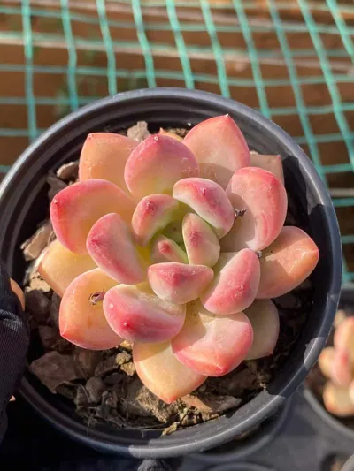 Echeveria Shanks Single (香克斯单头) succulent — wholesale bare-root export from Yunnan, China (2 of 6)
