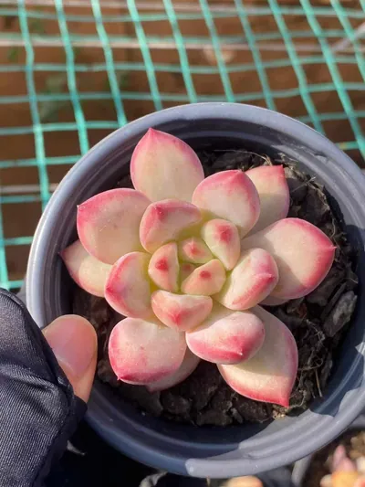 Echeveria Shanks Single (香克斯单头) succulent — wholesale bare-root export from Yunnan, China (3 of 6)