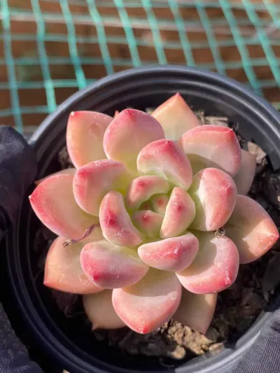 Echeveria Shanks Single succulent — wholesale export from Yunnan, China