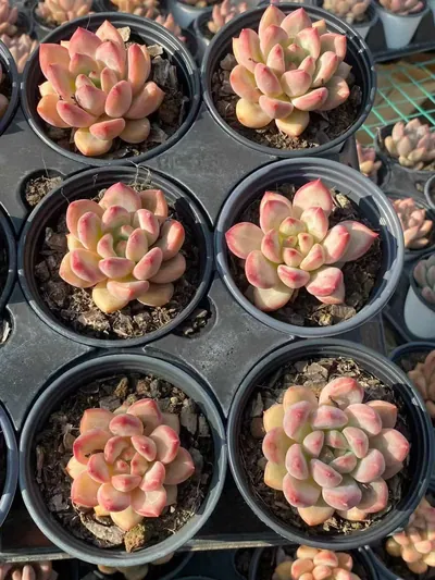 Echeveria Shanks Single (香克斯单头) succulent — wholesale bare-root export from Yunnan, China (6 of 6)