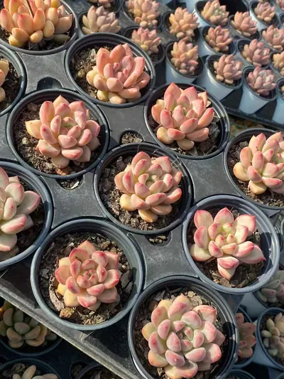 Echeveria Shanks Single (香克斯单头) succulent — wholesale bare-root export from Yunnan, China (4 of 6)