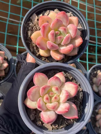 Echeveria Shanks Single (香克斯单头) succulent — wholesale bare-root export from Yunnan, China (5 of 6)