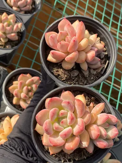Echeveria Shanks Single w/ Offsets (香克斯单头带惠) succulent — wholesale bare-root export from Yunnan, China (3 of 4)
