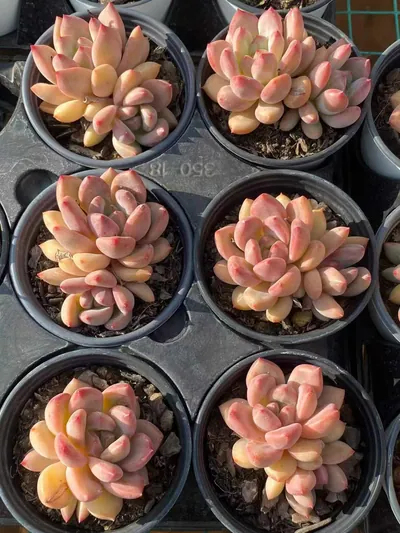 Echeveria Shanks Single w/ Offsets (香克斯单头带惠) succulent — wholesale bare-root export from Yunnan, China (4 of 4)
