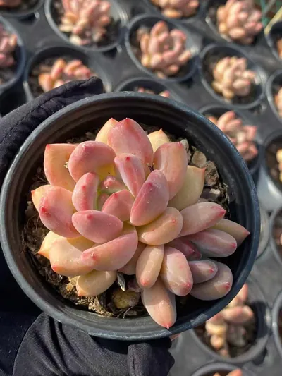 Echeveria Shanks Single w/ Offsets (香克斯单头带惠) succulent — wholesale bare-root export from Yunnan, China (2 of 4)