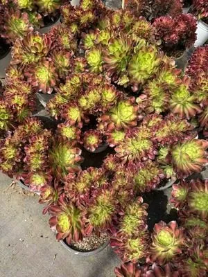 Aeonium Aeonium 'Radiant Years' Crested succulent — wholesale export from Yunnan, China