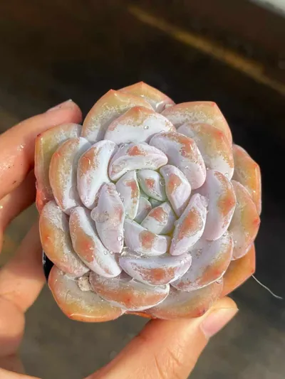 Echeveria Shirley (雪莉) succulent — wholesale bare-root export from Yunnan, China (6 of 7)