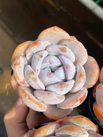 Echeveria Shirley (雪莉) succulent — wholesale bare-root export from Yunnan, China (2 of 7)