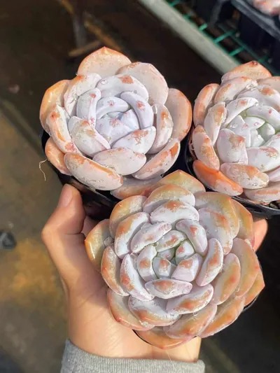 Echeveria Shirley (雪莉) succulent — wholesale bare-root export from Yunnan, China (4 of 7)