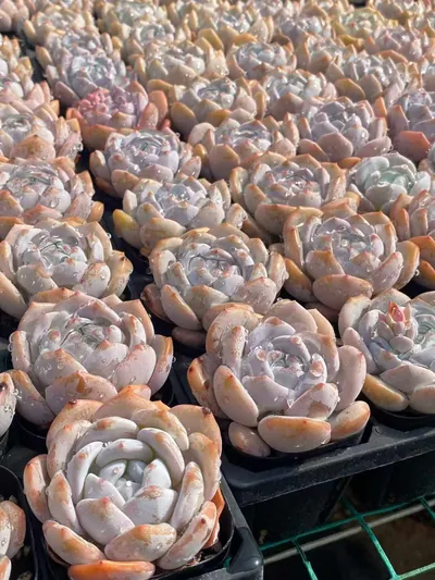 Echeveria Shirley (雪莉) succulent — wholesale bare-root export from Yunnan, China (7 of 7)
