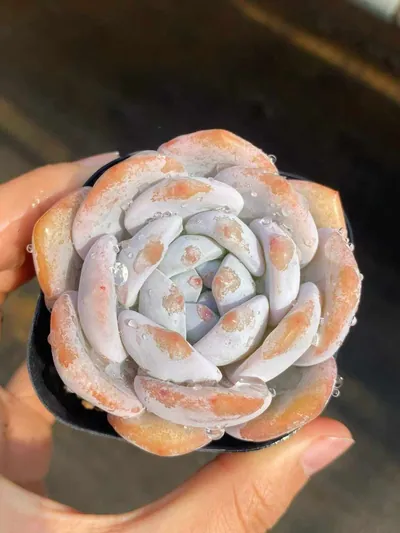 Echeveria Shirley succulent — wholesale export from Yunnan, China