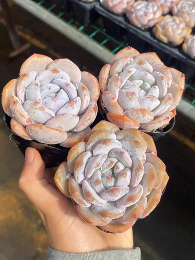 Echeveria Shirley (雪莉) succulent — wholesale bare-root export from Yunnan, China (3 of 7)