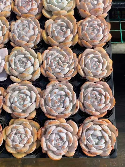 Echeveria Shirley (雪莉) succulent — wholesale bare-root export from Yunnan, China (5 of 7)