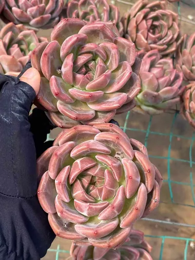 Echeveria Short-leaf Champagne (短叶香槟) succulent — wholesale bare-root export from Yunnan, China (3 of 4)